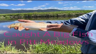 145 Fishing in Pitt Meadows Sturgeon Slough [upl. by Ojimmas]