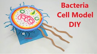 bacteria cell model diy using cardboard  craftpiller  still model [upl. by Hedberg881]