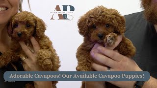 Adorable Cavapoos Our Available Cavapoo Puppies [upl. by Aicercal302]