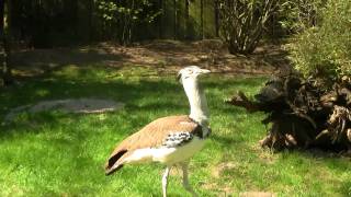 Kori Bustard Ardeotis kori  Riesentrappe 2 [upl. by Thorvald]