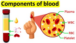 Components of blood  RBC WBC Plasma amp Platelets  Easy science lesson [upl. by Ignazio]