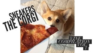 Sneakers the Corgi  Corgi Vine Compilation  Part 1 [upl. by Marola612]