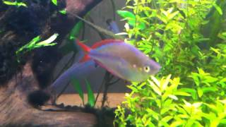 Praecox rainbowfish displaying [upl. by Dalt]