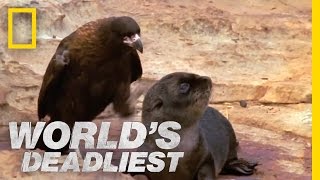 Bird of Prey Attacks Baby Seals  Worlds Deadliest [upl. by Adnerad]