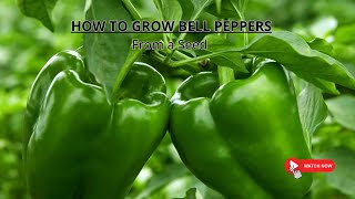 From seed to harvest ✨  Top tips for growing bell peppers 🫑 Container Garden Edition [upl. by Nnylrats551]