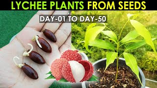 LYCHEE Plant Seed Germination  How to Grow Lychee Plant from Seed By SproutingSeeds [upl. by Novit]