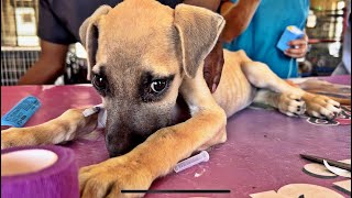 Sick Township Puppy Needs Your Help [upl. by Hippel250]