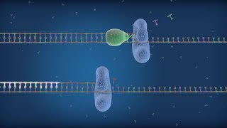 HighProcessivity Sso7d Fusion Polymerase Improves qPCR Results [upl. by Partridge]