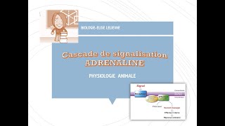 Cascade de Signalisation AdrénalineSchéma Bilan SIMPLIFIE [upl. by Hutton]