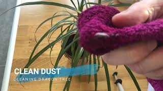 Dracaena Marginata How to Clean and Prune leaves [upl. by Solomon]