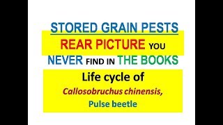 Life cycle of pulse beetle Callosobruchus chinensis [upl. by Kcirej]