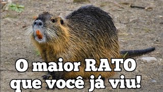 RATÃO DO BANHADO UMA ESPÉCIE ENCONTRADA NO BRASIL [upl. by Terri246]