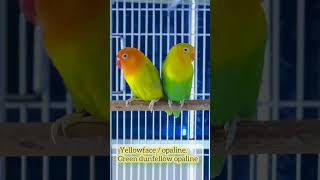 Yallwoface opaline parblue opaline dunfellow lovebirds lovebirds opline [upl. by Aticnemrac242]