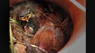 Bewicks Wren in Nest with Chicks  Austin Texas [upl. by Asenej502]