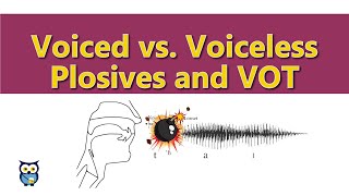 Voiced vs Voiceless Plosives and VOT [upl. by Luaped]