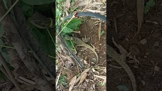 Sailfin lizard or also known in the philippines quotibidquot caught on trap [upl. by Bernj397]