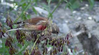 Linotte melodieuse  Carduelis cannabina [upl. by Noryd]