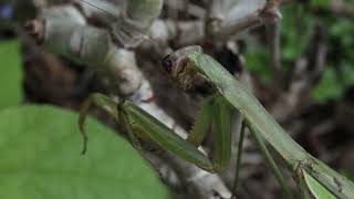 Китайские богомолы лат Tenodera sinensis и в конце Hierodula patellifera [upl. by Odlanyer21]