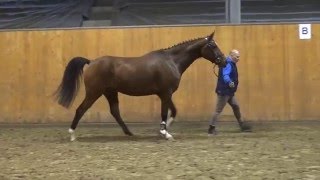 Don AkzentusOpernball Trak gelding  2009 for sale [upl. by Thorfinn]