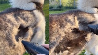 Owner Hoovers Dogs Fur During Shedding Season [upl. by Eimmas991]