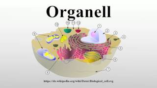 Organell [upl. by Annekcm]