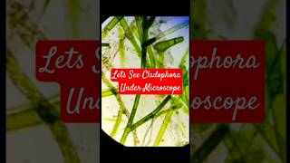 Lets See Cladophora under microscope [upl. by Trevah471]