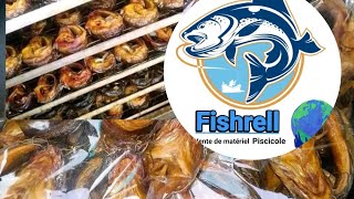 Fumage de poisson  Fishrell  aquaculture pisciculture fish [upl. by Relyuc]