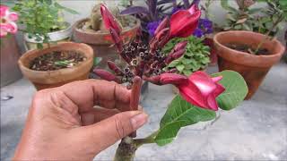 How to Grow Plumeria Plant from cutting  Champa Tree  Complete Guide [upl. by Keemahs]