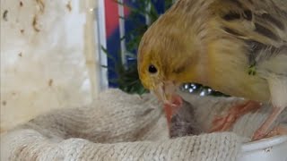 Yellow Agate Topaz Canary Breeding 20240402 [upl. by Sibby]