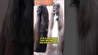 Afghan Hound 🐶 [upl. by Arlee]