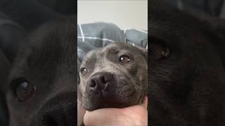 A dog that wants to be pettedanimals dog cute love healing [upl. by Nwad219]