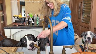 Funny Great Dane Guests Line Up To Sink Drink At Play Date Party [upl. by Rosy]