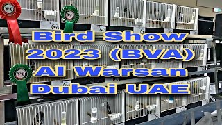 Bird Show at Al Warsan Dubai UAE March 4 2023  Bird Show 2023  BVA 2023 Dubai  African Lovebirds [upl. by Yentyrb]