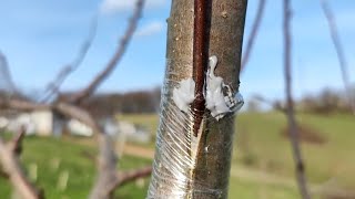 Kalemljenje pod koru [upl. by Merralee]