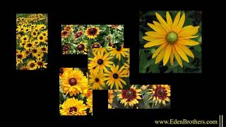 Planting and Growing Black Eyed Susans [upl. by Osgood]