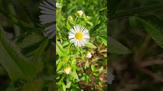 Chamomile  Flower  Macro Video  Green Grass  Daisy  Positive vibes [upl. by Assirem]