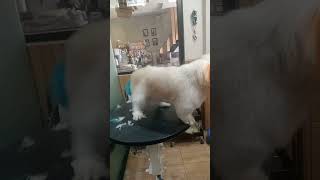 Coloring 🐶 maltipo lucugrooming Dog dan cat Video short Egimoff93 [upl. by Urania643]