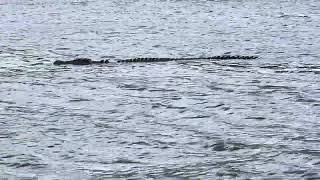 Big crocodile in the middle of the Daintree River Australia [upl. by Peper]