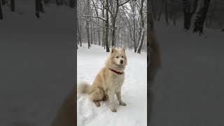 Samoyed in the snow  A dog that loves snow shorts [upl. by Haskel]