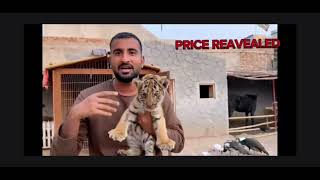 sher mein dehat Tiger price revealedalibhai viral [upl. by Urbanus]