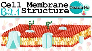 B21  Cell Membrane Structure  IB Biology SLHL [upl. by Jemma]