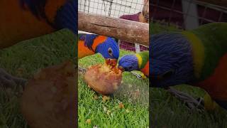 Lorikeet parrot for sale  Serampur Pet Market  Very cheap price Exotic birds lorikeet birds [upl. by Acimehs]