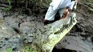 Giant Crocodiles of the Tarcoles River Costa Rica [upl. by Notrub]