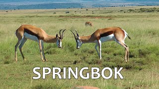 SOUTH AFRICA Springbok Mountain Zebra national park [upl. by Tebzil150]