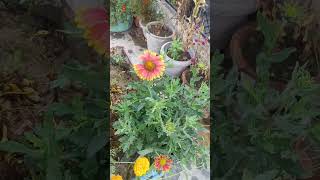 Flowers 💐💐🌹🌹💐🌹 at my house 🏡🏡 Roof 😁 23 November 24 Vinod Yadav UP Jai Shri Radhe Krishna [upl. by Ericksen]