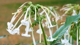 Waldtabak Nicotiana sylvestris [upl. by Sonitnatsok183]