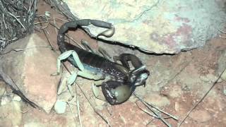 Opistophthalmus gigas Giant Burrowing scorpion eating [upl. by Linoel]