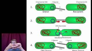 Mechanisms that Increase Genetic Variation [upl. by Ardnu]