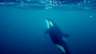 Swimming with the orcas of Norway Part 2 orcas norway skjervøy ice polar [upl. by Grania223]