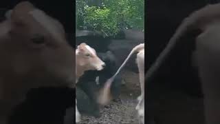 youtube automobile micropig cow piglet animals pig familiapig horse pigue [upl. by Nylaras671]